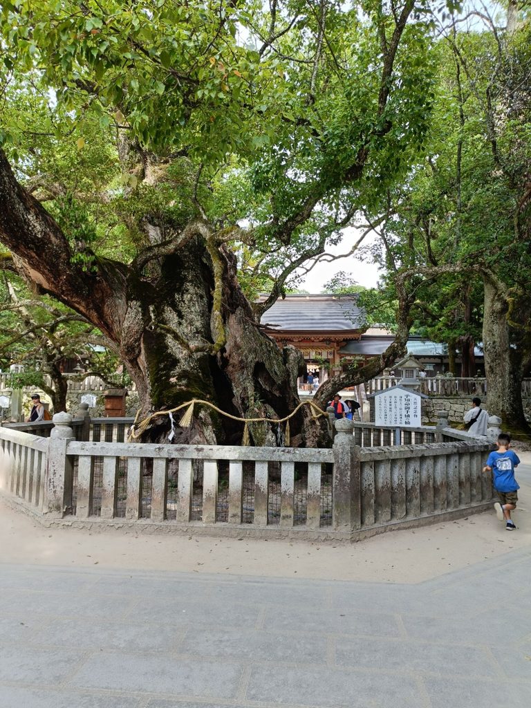 大山祇神社 樹齢2600年の乎知命御手植の楠